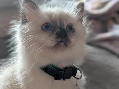Juniper - Ragdoll - Gallery Photo #1