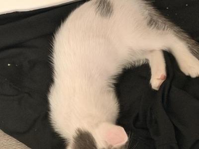 Púa - American Shorthair - Gallery Photo #1