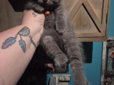 Last One Out Of Litter - Himalayan - Gallery Photo #1