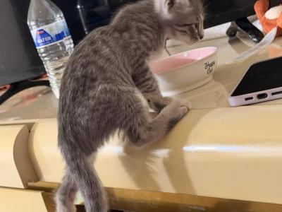 Mercury - American Shorthair - Gallery Photo #1