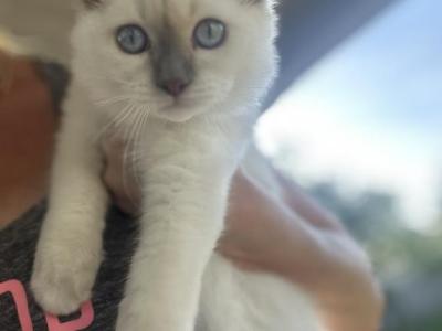 Bailey - Ragdoll - Gallery Photo #1