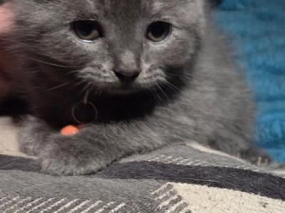 Last Of Litter - Persian - Gallery Photo #1