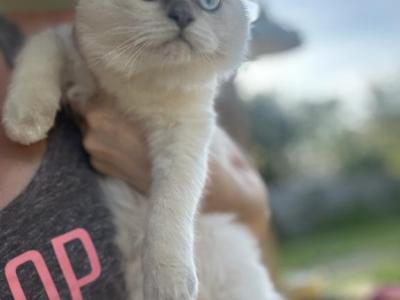 Baxter - Ragdoll - Gallery Photo #1