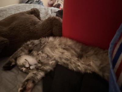 Zeus - American Longhair - Gallery Photo #1