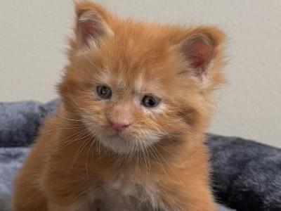 Polydactyl Red - Maine Coon - Gallery Photo #1