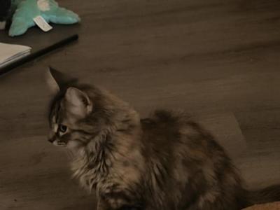 Mocha - Domestic - Gallery Photo #1
