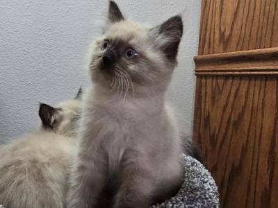 Green Collard - Ragdoll - Gallery Photo #1