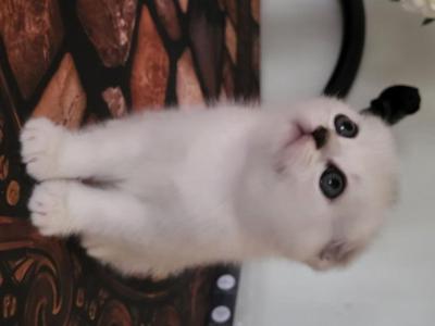 Mia - Scottish Fold - Gallery Photo #1