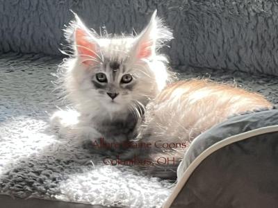 Emmy Of Luna And Emmett - Maine Coon - Gallery Photo #1