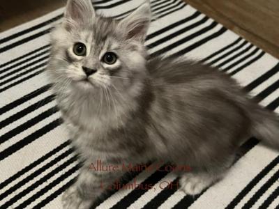 Luna And Emmetts Gwen - Maine Coon - Gallery Photo #1