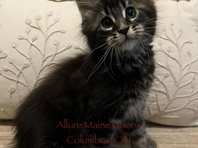 Luna And Emmetts Miles - Maine Coon - Gallery Photo #1