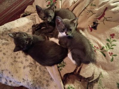 Hazels Babyboy - Manx - Gallery Photo #1