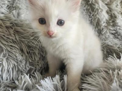 Jasmine - Ragdoll - Gallery Photo #1