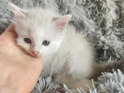 Jasmine - Ragdoll - Gallery Photo #1