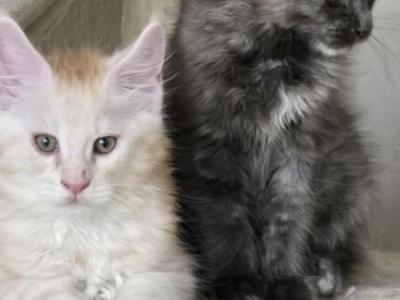 Sadie's Kittens - Maine Coon - Gallery Photo #1