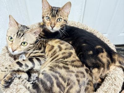 Fatimah - Bengal - Gallery Photo #1