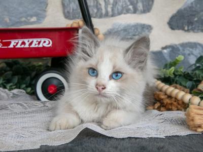 Stormy - Ragdoll - Gallery Photo #1
