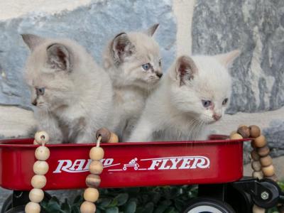 Siamese Ragdoll Mix - Ragdoll - Gallery Photo #1