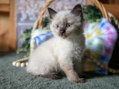Kimberly - Ragdoll - Gallery Photo #1