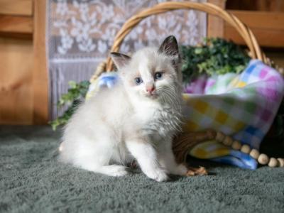 Kora - Ragdoll - Gallery Photo #1