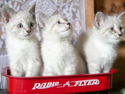 Ragdoll Siamese Mix - Ragdoll - Gallery Photo #1