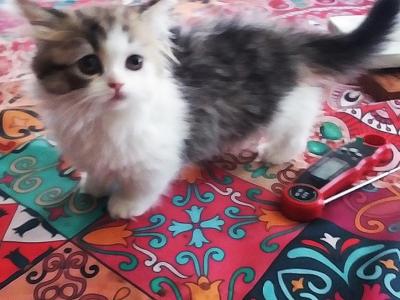 Missy - Munchkin - Gallery Photo #1