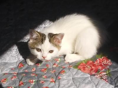 Charlie - British Shorthair - Gallery Photo #1
