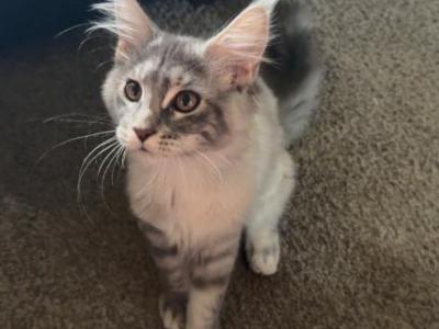 Pansy And Posey - Maine Coon - Gallery Photo #1