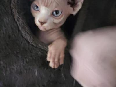 Nala - Sphynx - Gallery Photo #1