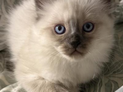 Buttercup And Lover Boy - Balinese - Gallery Photo #1