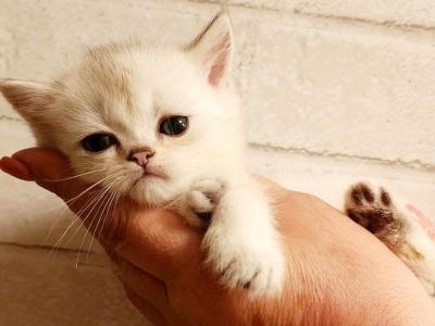 British Shorthair Chinchilla Kitten Alma - British Shorthair - Gallery Photo #1