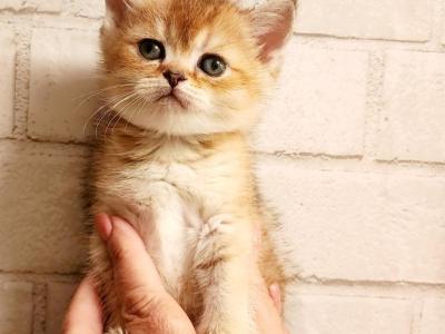 British Golden Chinchilla Kitten Ruby - British Shorthair - Gallery Photo #1