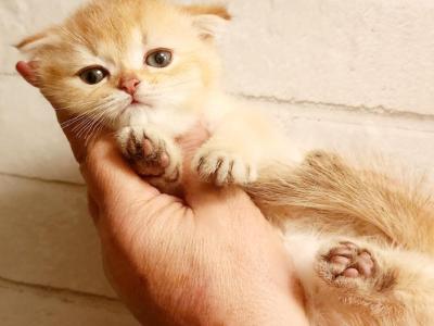 Scottish Fold Chinchilla Kitten Carla - Scottish Fold - Gallery Photo #1