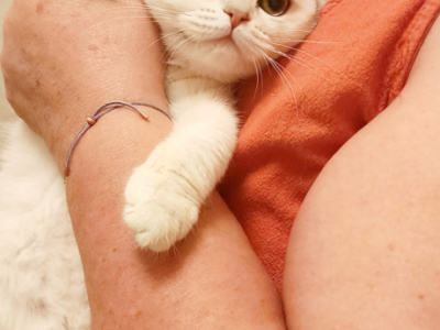 Scottish Straight Silver Chinchilla Kitten Nika - Scottish Straight - Gallery Photo #1