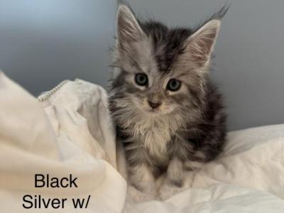 Samurai Babies - Maine Coon - Gallery Photo #1