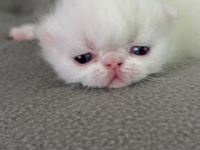 Exotic Litter - Exotic - Gallery Photo #1