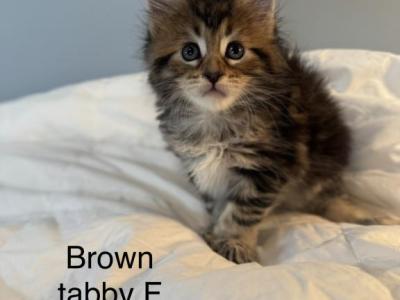 Polydactyl Maine Coon - Maine Coon - Gallery Photo #1