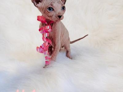 Missy - Sphynx - Gallery Photo #1