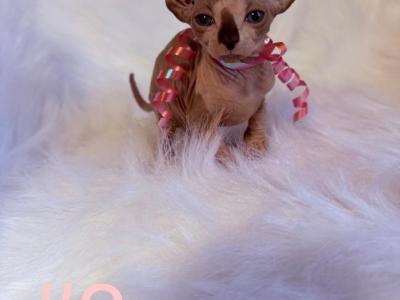 Lola - Sphynx - Gallery Photo #1