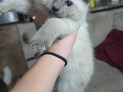 Skye Ragamese Blue Point - Siamese - Gallery Photo #1