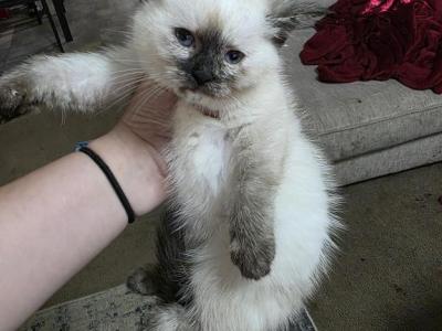 Cleo Ragamese Seal Point - Siamese - Gallery Photo #1