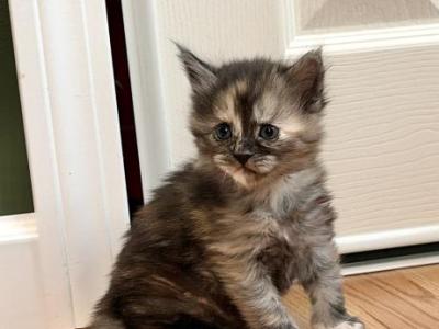 Starlight - Maine Coon - Gallery Photo #1