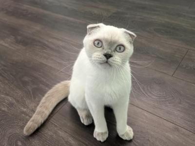 Marlie - Scottish Fold - Gallery Photo #1