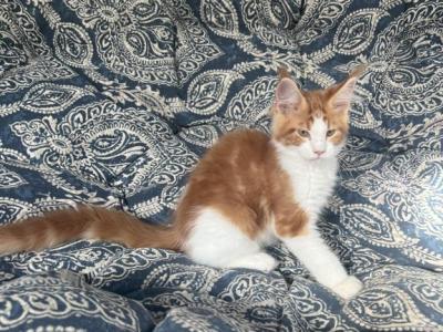 Sarge - Maine Coon - Gallery Photo #1