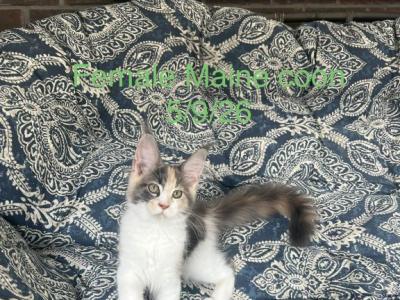 Fancy - Maine Coon - Gallery Photo #1