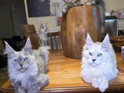 Atlas And Apollo Gorgeous Brothers - Maine Coon - Gallery Photo #1