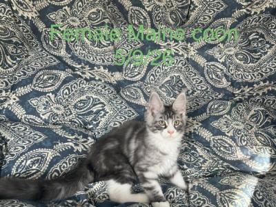 Houlihan - Maine Coon - Gallery Photo #1