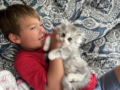 Little Bug - Persian - Gallery Photo #1