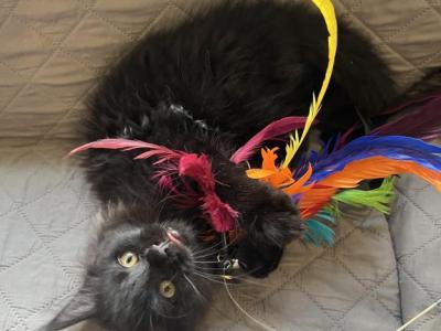 Qira - Maine Coon - Gallery Photo #1