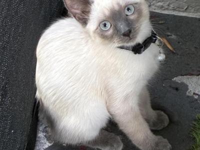 Blue Point Siamese Kitten - Siamese - Gallery Photo #1
